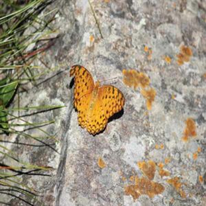 Butterfly watch at Kumaon himalayan region