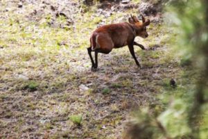 Look out for the barking deer while strolling down the road from Fredy's Bunglow