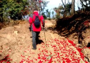 One of guests taking the Rhododenron trek at Itmenaan Himalayan Village Walks