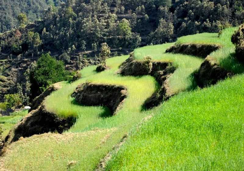 Enjoy the green luster cool your eyes at Itmenaan Himalayan Village Walks