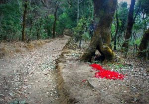 Rhododendron flowers have carpeted the floor at Itmenaan Himalayan Village Walks