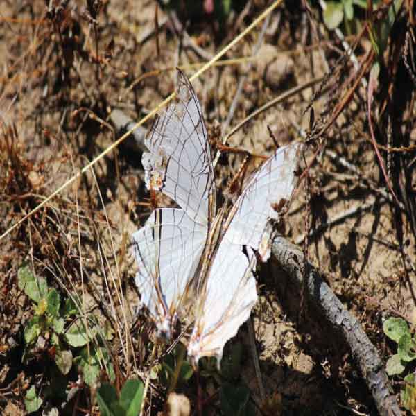 Common-Map-at-Butterfly-Watch-Fredy’s Butterflies at the butterfly watch tours Freddy's