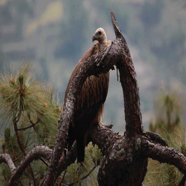 Bird Watching at Itmenaan Estate