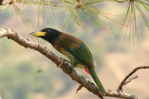 Bird Watching at Itmenaan resort binsar