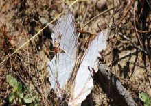 Common-Map-at-Butterfly-Watch-Fredy’s Butterflies at the butterfly watch tours Freddy's